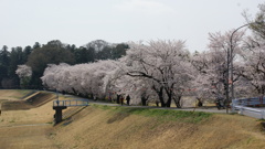 東雲公園の桜５