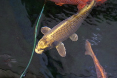 錦鯉資料館の鯉