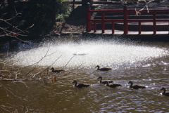 噴水と鴨