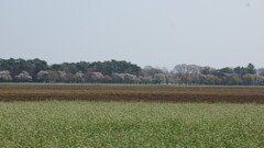 千本松牧場遠景