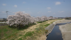 東雲公園の桜６
