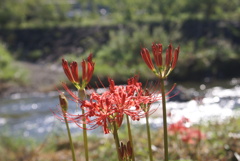 川岸の彼岸花４