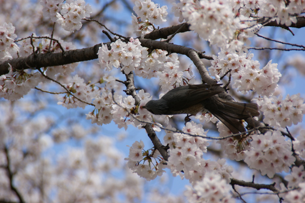 鳥と桜