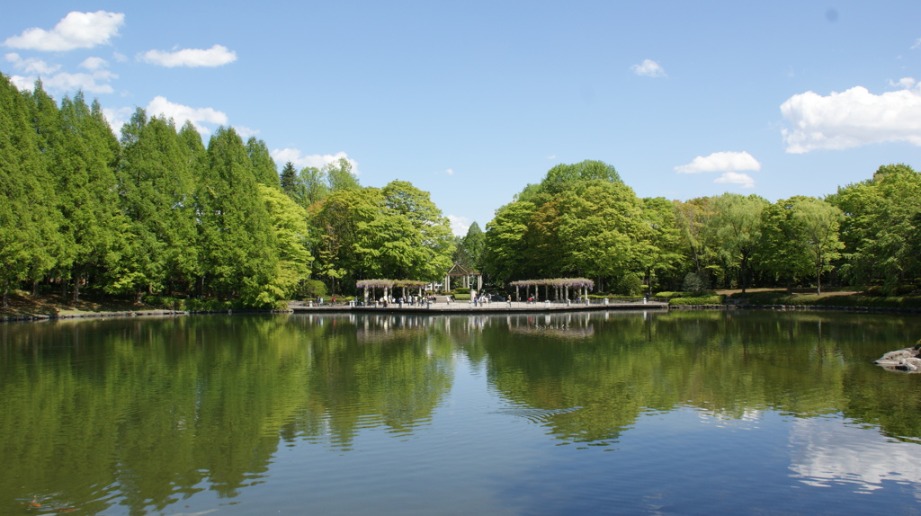 昭和大池と新緑３