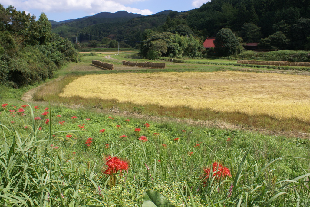 田圃と彼岸花