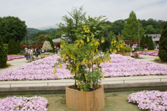黄フジの植え込み