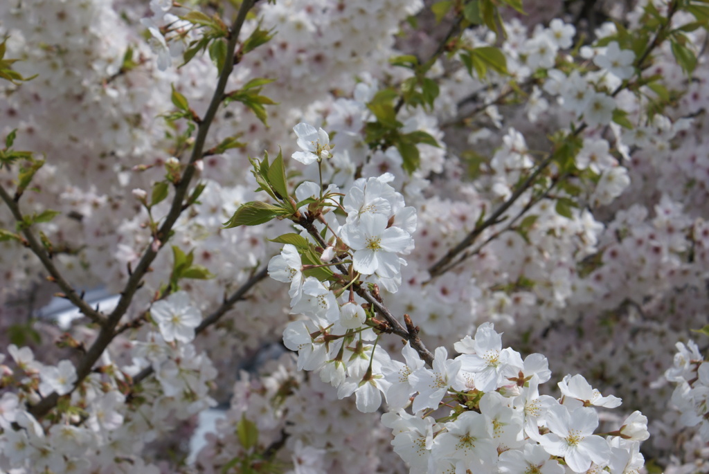 新川の桜３