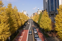 青山通りの銀杏