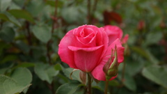 旧古河邸庭園のバラ２