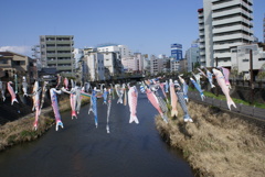 田川の鯉のぼり