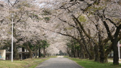 酪農畜産センターの桜