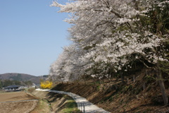 桜並木