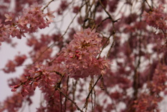 枝垂桜のアップ