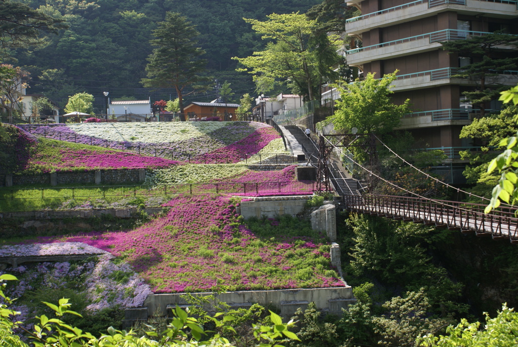 芝桜の土手