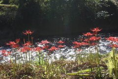 川岸の彼岸花３