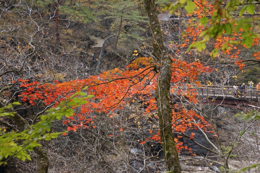 紅葉と虹見橋