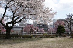 千波公園の桜２