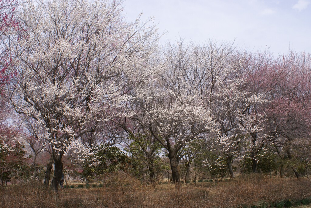 大きな木