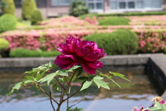 宇都宮大学庭園の牡丹