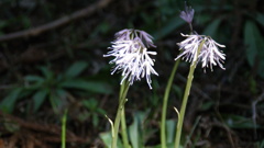 ショウジョウバカマ