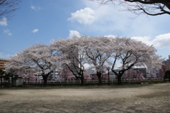 千波公園の桜