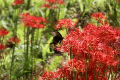 クロアゲハと彼岸花