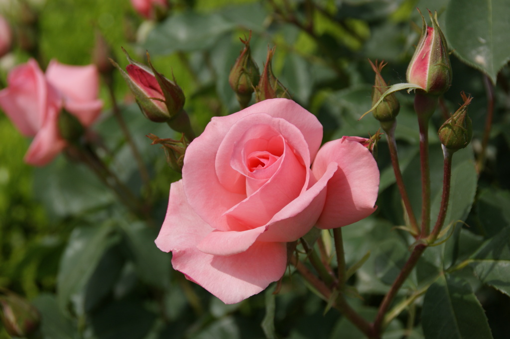 薔薇２
