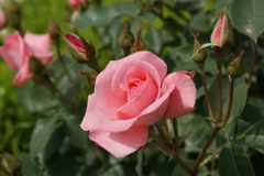 薔薇２