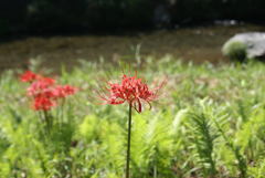 川と彼岸花
