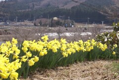 水仙と農村風景