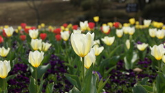 チューリップ１