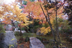 庭園の紅葉