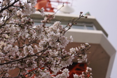 タワーと桜