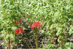 蕎麦と彼岸花