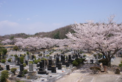 桜に囲まれた墓地