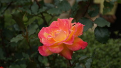 旧古河邸庭園のバラ４