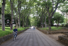 大宮氷川神社　参道