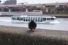 隅田川の鳩