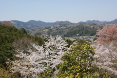 山と桜