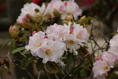 石楠花