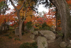 石庭の紅葉