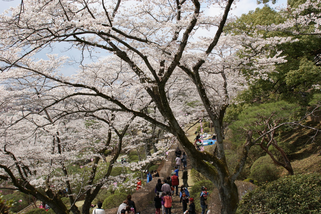 八幡山の桜４