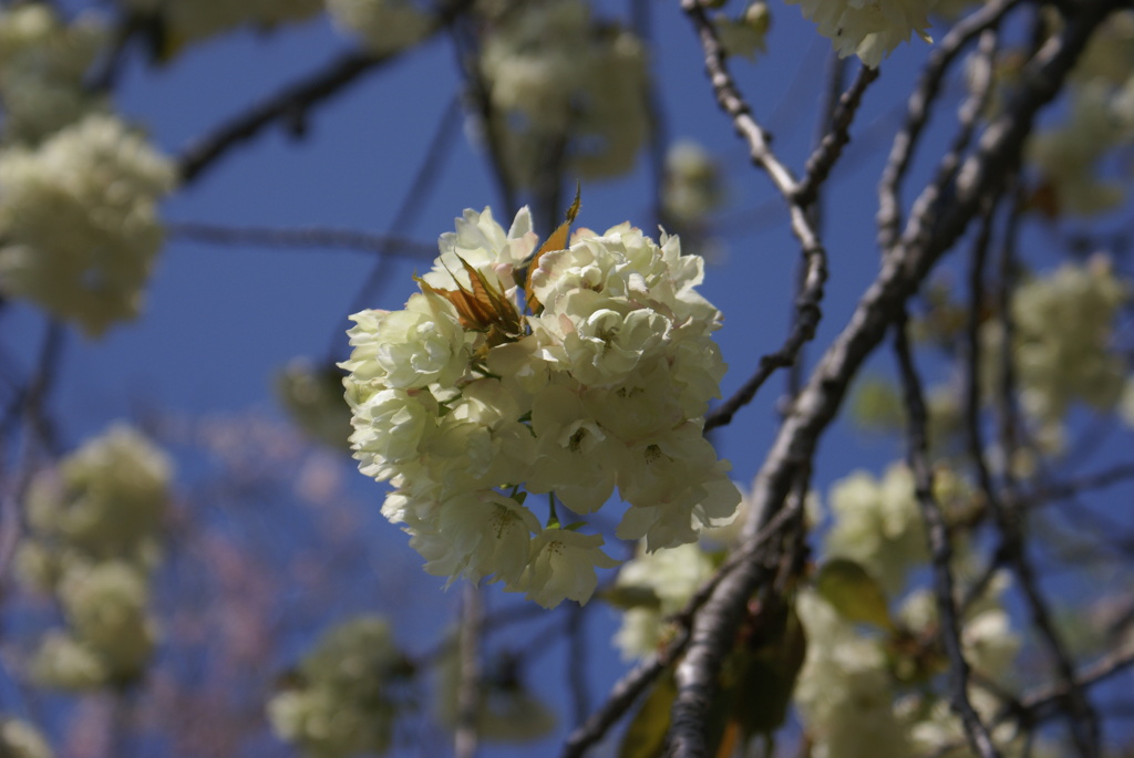 緑の桜２