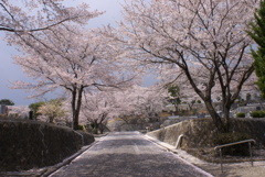 桜のトンネル２