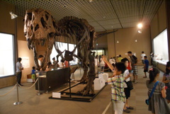 ティラノサウルスの骨格模型