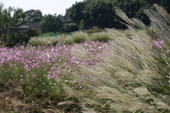 ススキとコスモス