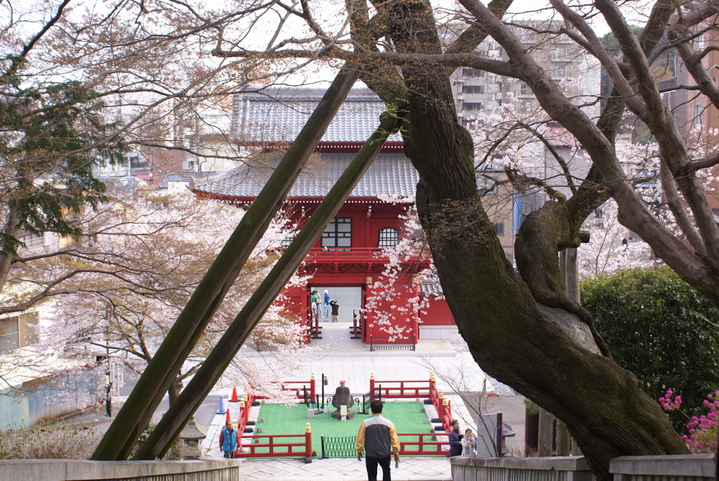 赤門と桜の木