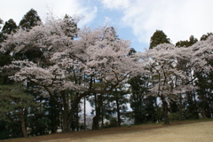 蒲生神社の桜