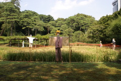 田んぼと黄門様の案山子