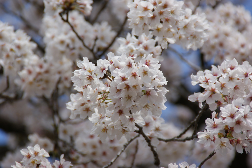 桜のアップ